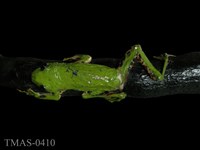 藏品(中國樹蟾)的圖片